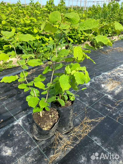 Саженцы Фундука (Кавказ, Римский, Футкурами, Прези