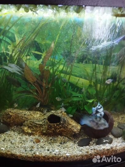 Аквариумные рыбки