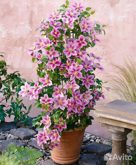 Клематис, Княжик, Фаллопия, Плющи и др