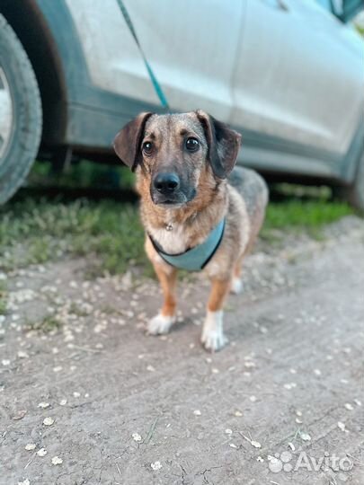 Маленькая собака мальчик