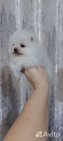 Белый померанский шпиц