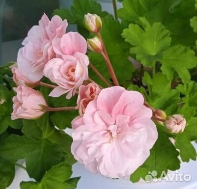 Пеларгонии сортовые