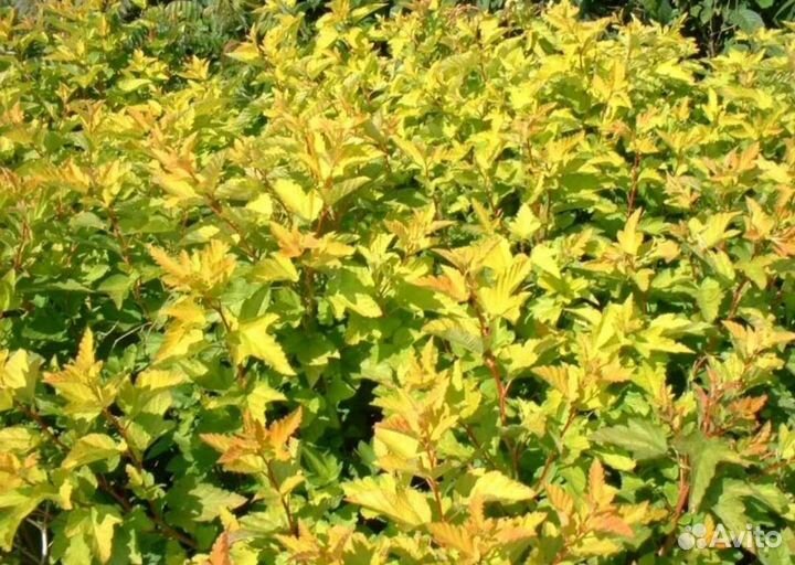 Пузыреплодник калинолистный Дартс Голд