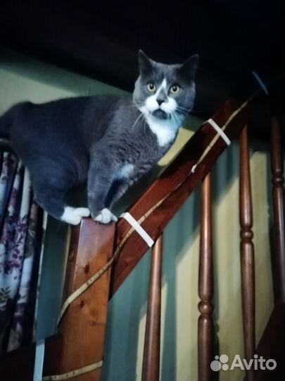 Ветеринарный врач