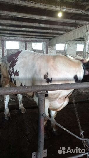 Бычки на мясо