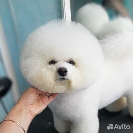 Бишон фризе