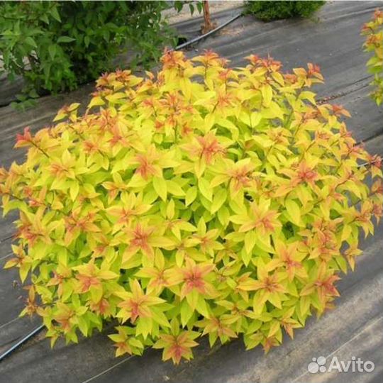 Спирея меджекал карпет