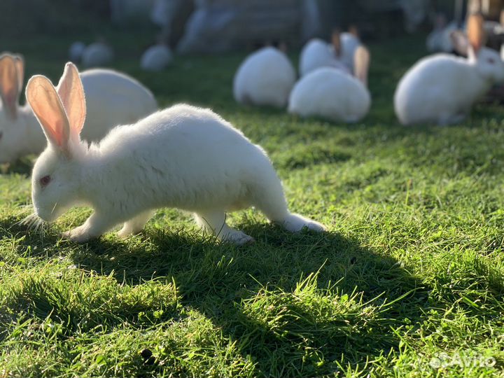 Калифорнийские кролики