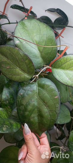 Хойя Виллоза,Патриция, Приктай