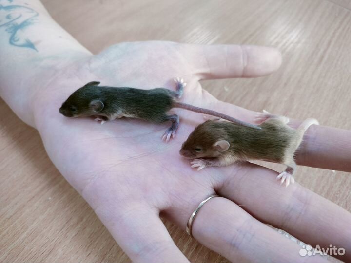 Сатиновые мыши