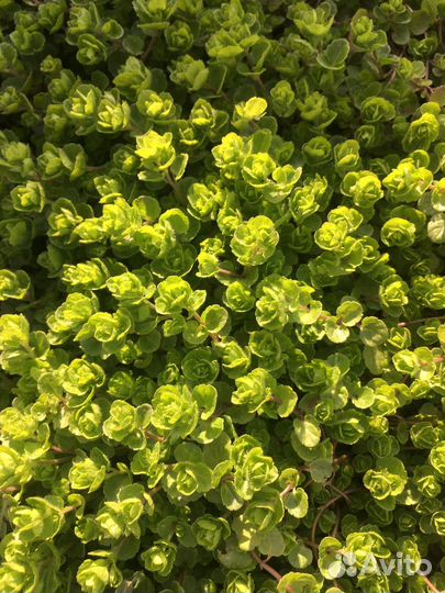 Вероника нитевидная(невытаптываемый газон)