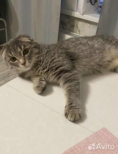 Продаем кота