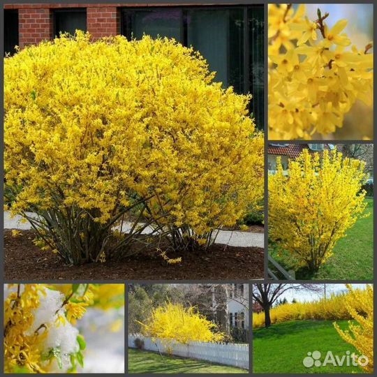 Форзиция саженцы