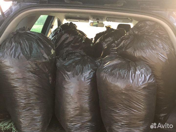 Сосновые иголки - хвойный опад