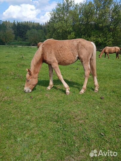 Жеребенок кобылка