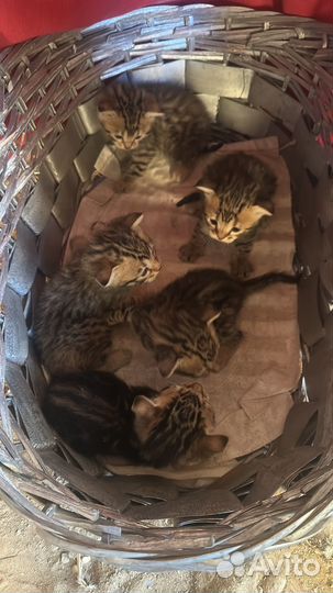 Котята в добрые руки даром