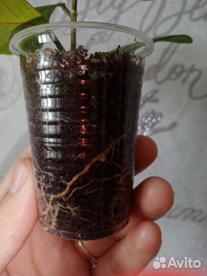 Фикус триангулярис