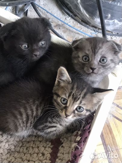 Вислоухие котята