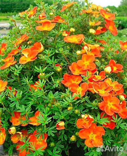 Лапчатка Хоплейс Оранж