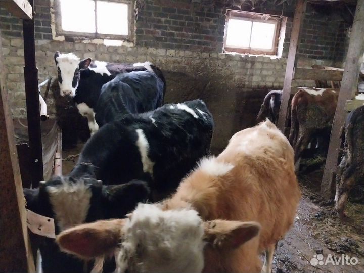 Бычки и телята от 4 месяцев