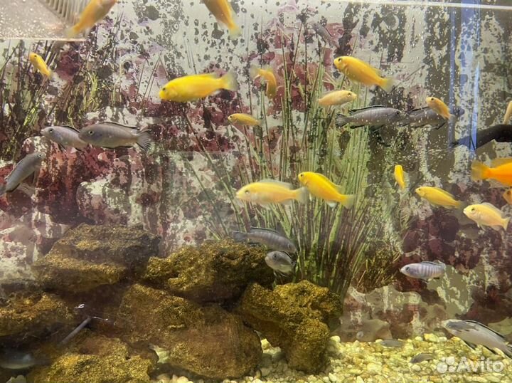Аквариумные рыбки цихлиды