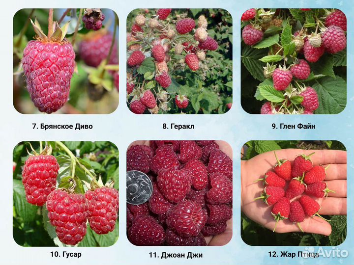 Саженцы Малины, Малина