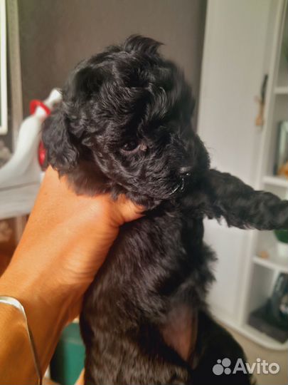 Щенки карликового пуделя