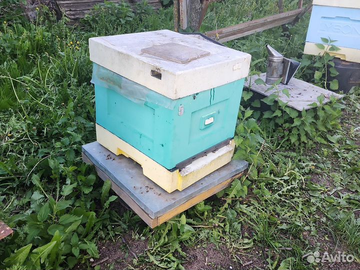 Улей лысонь