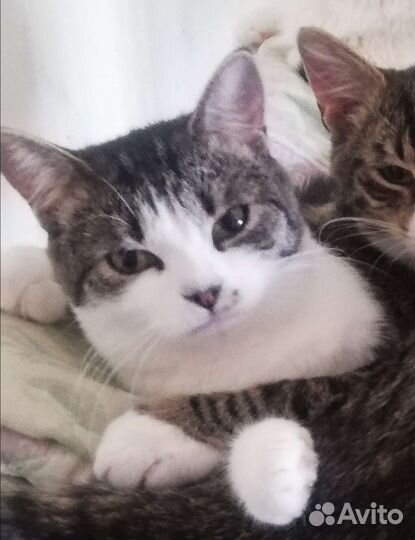 Кошечка Матрёшка