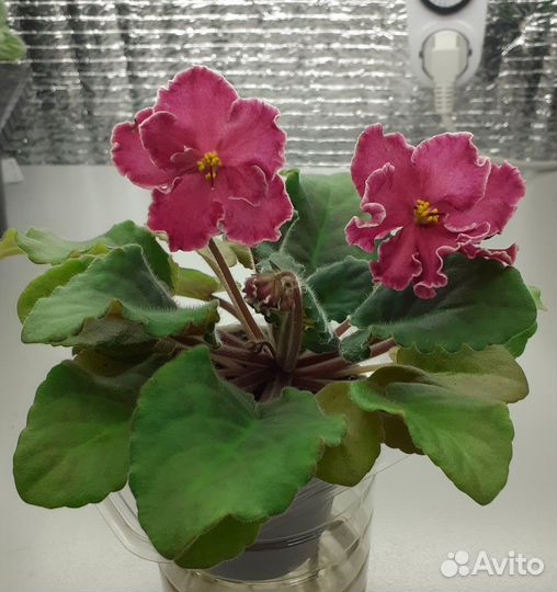 Сортовые фиалки цветущие