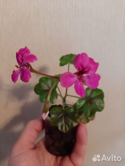 Пеларгония (герань) плющелистная ампельная