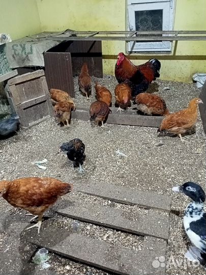 Петух Кучинский юбилейный