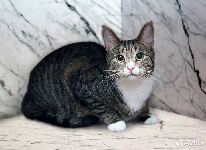 Молодой кот в добрые руки