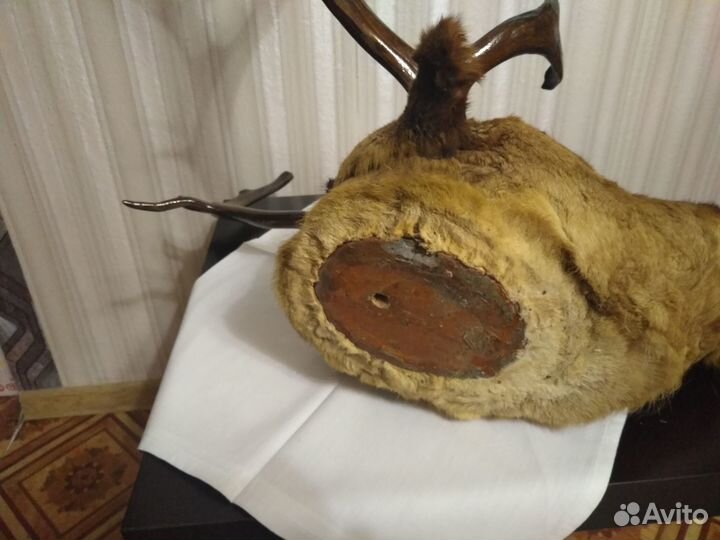 Чучело головы оленя
