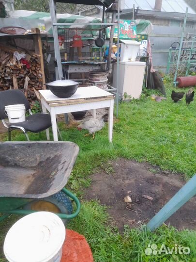 Петухи-Куры на племя