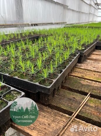 Зкс Сосна сеянцы Ели Лиственницы окс Голуб Горная