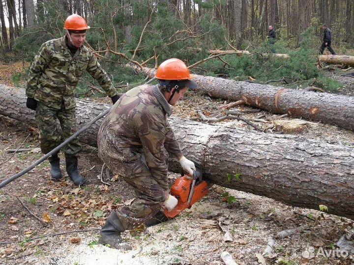 Вальщик леса
