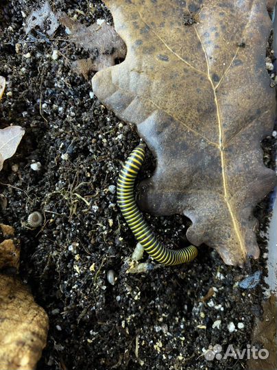 Кивсяки пчелки