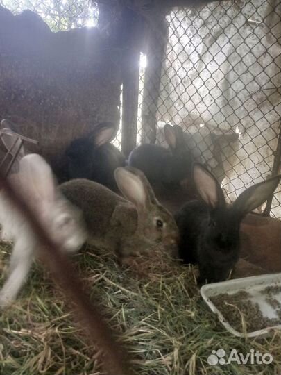 Кролики мясных пород