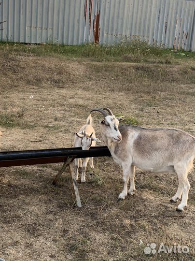 Козы молоко