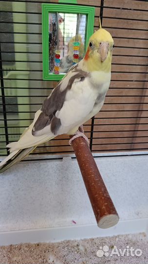 Попугай корелла мальчик