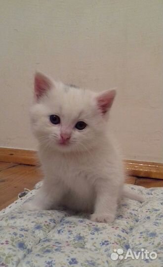 Отдам котенка в добрые руки