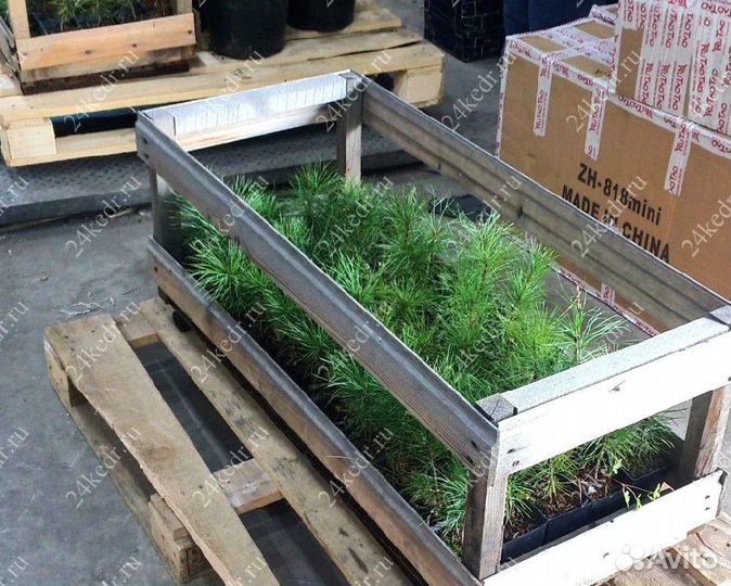 Саженцы сибирского кедра