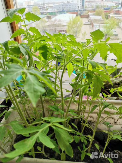 Рассада помидор и перцев