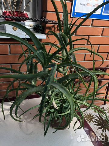 Крестовник, шефлера, сциндапус, кофе, колеус