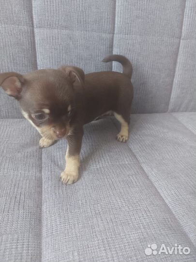 Щенки чихуахуа девочки