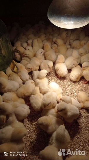 Цыплята - бройлер Росс 308 и Кбб 500