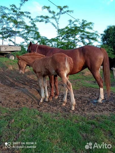 Жеребцы, жеребята