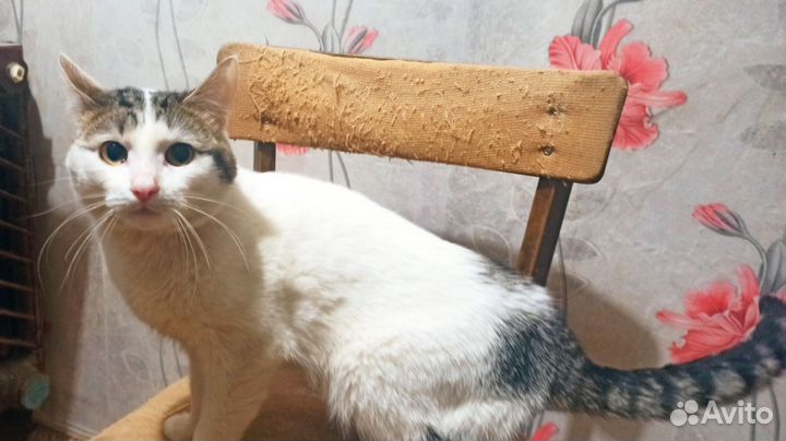 Котик