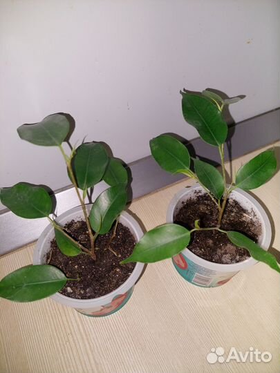 Фикус бенджамина